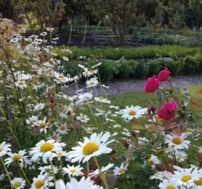 Les Trois Roses 3* Abbeville